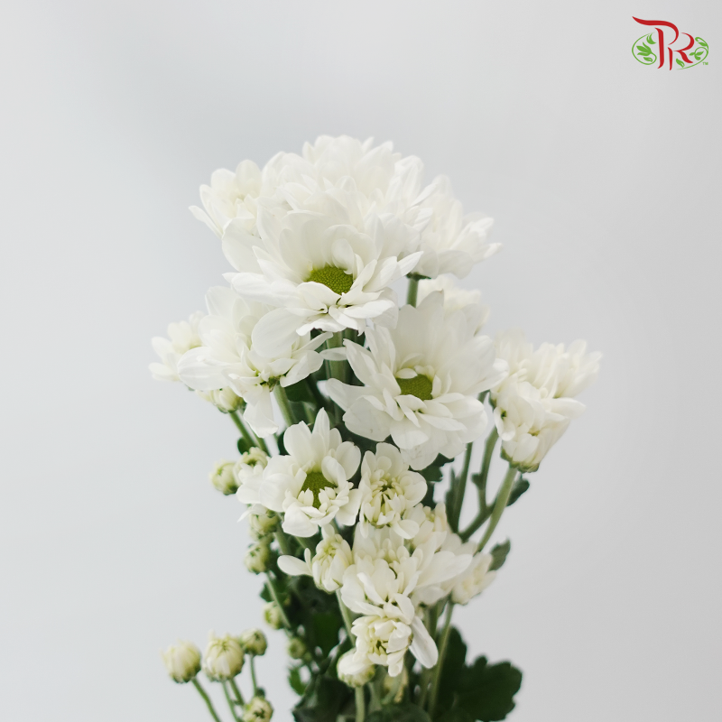 Chrysanthemum Pompom - Daisy Resq Chrysanthemum White (10 Stems)