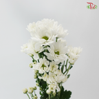 Chrysanthemum Pompom - Daisy Resq Chrysanthemum White (10 Stems)