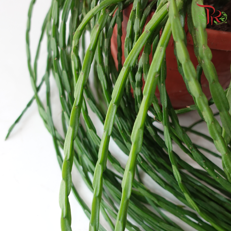 Rhipsalis Paradoxa Minor《玉柳仙人掌》