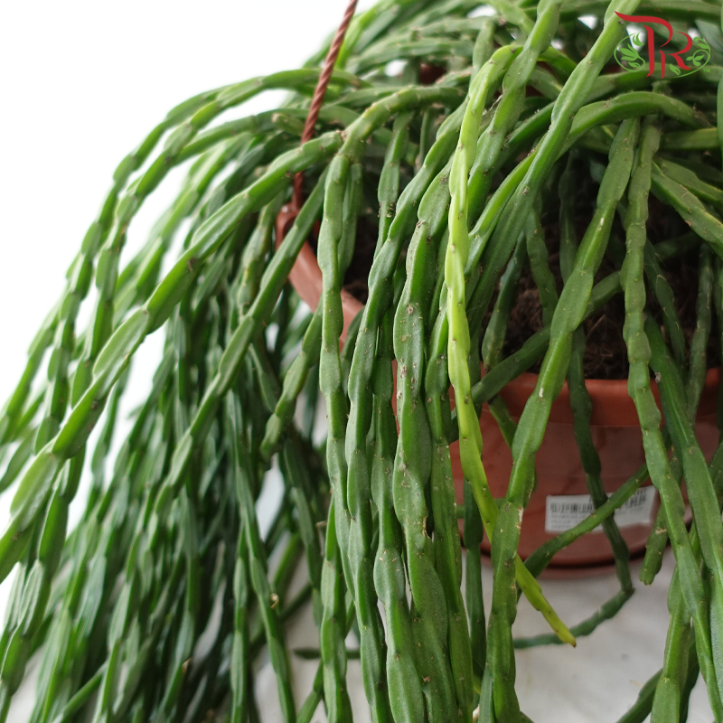 Rhipsalis Paradoxa Minor《玉柳仙人掌》