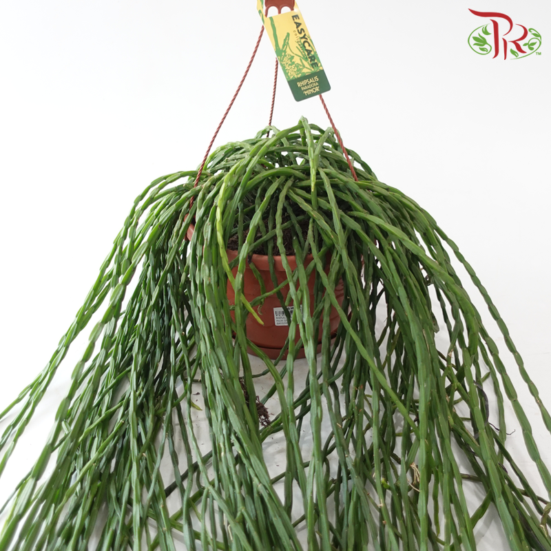 Rhipsalis Paradoxa Minor《玉柳仙人掌》