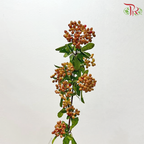 Rice Fruit (Per Bunch)