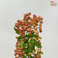 Rice Fruit (Per Bunch)