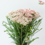 Rice Flower - White & Pink (Per Bunch)