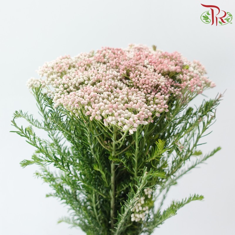 Rice Flower - White & Pink (Per Bunch)
