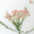Rice Flower - White & Pink (Per Bunch)