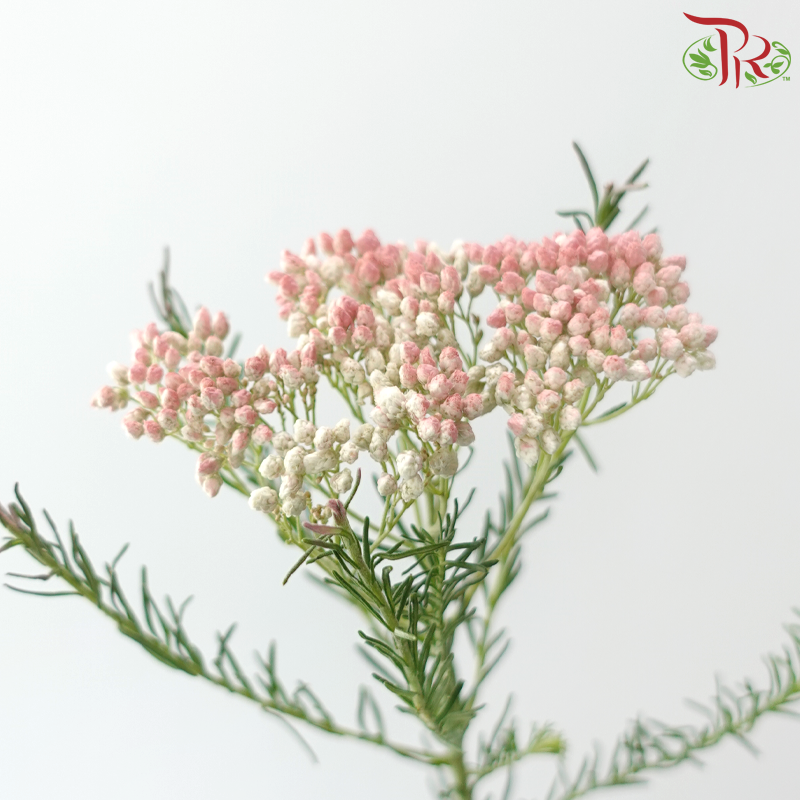 Rice Flower - White & Pink (Per Bunch)