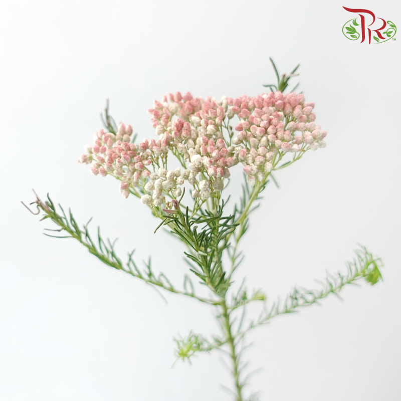 Rice Flower - White & Pink (Per Bunch)