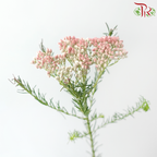 Rice Flower - White & Pink (Per Bunch)