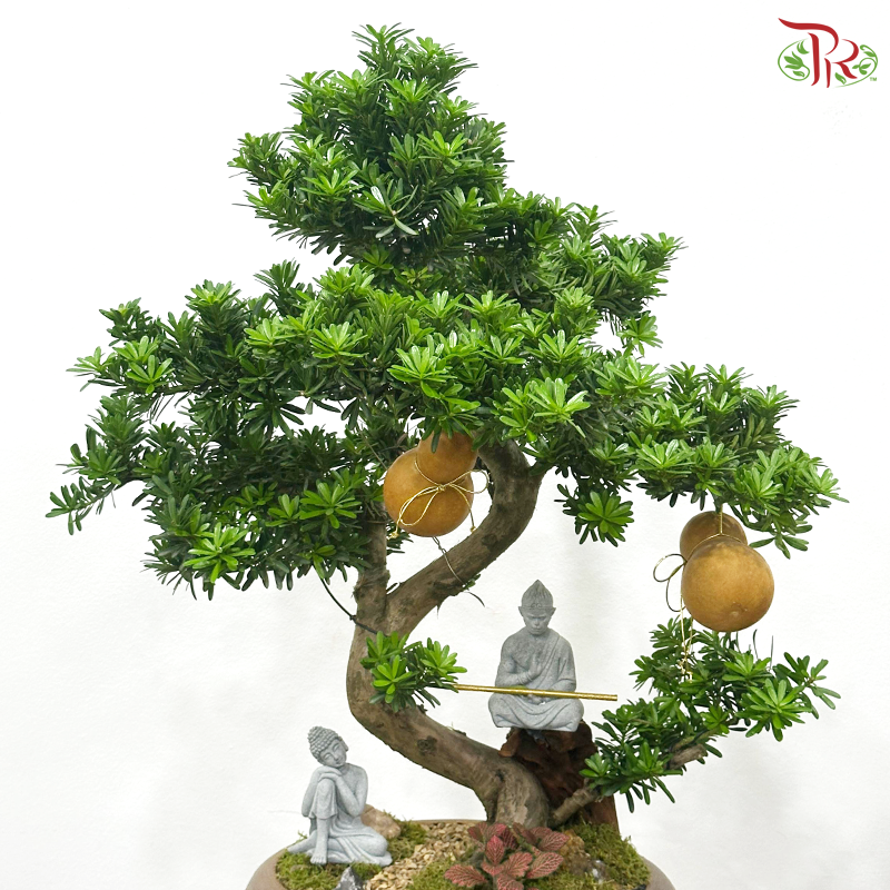 【CNY 2026】Auspicious Star Podocarpus《齐天星瑞罗汉松》