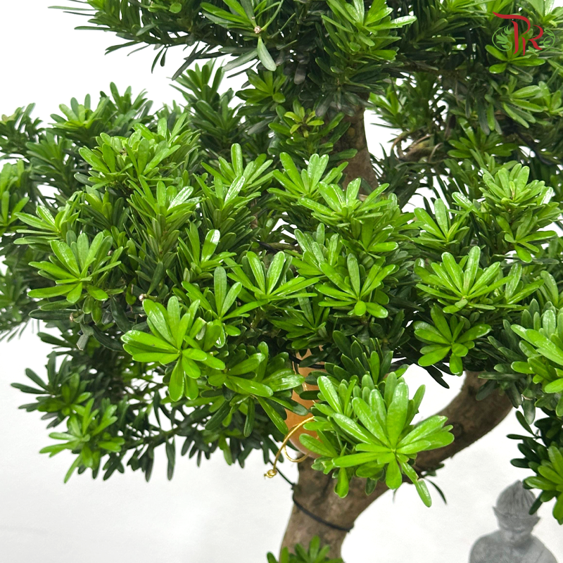 【CNY 2026】Auspicious Star Podocarpus《齐天星瑞罗汉松》