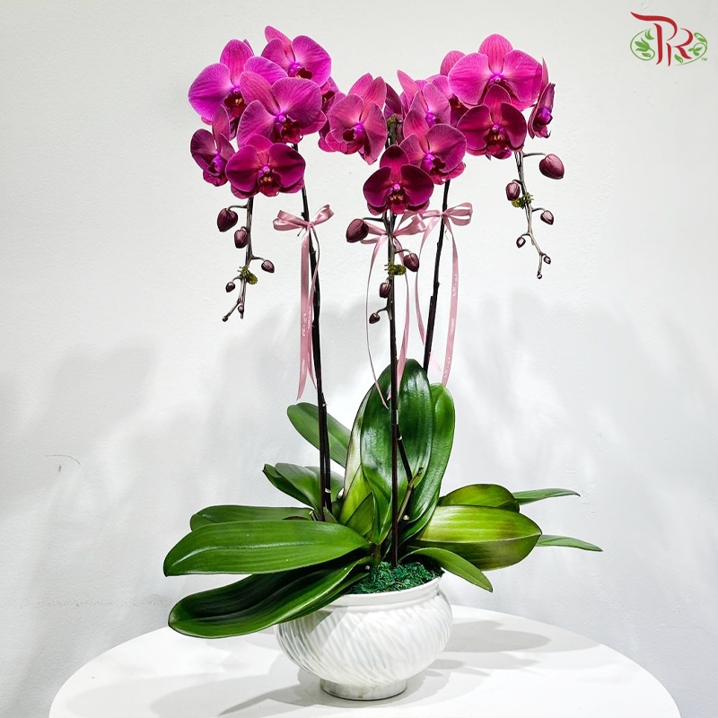 Triple Blooms Orchids Arrangement