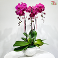 Triple Blooms Orchids Arrangement