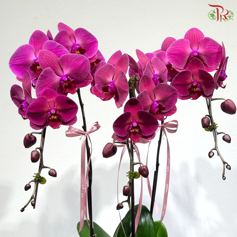 Triple Blooms Orchids Arrangement