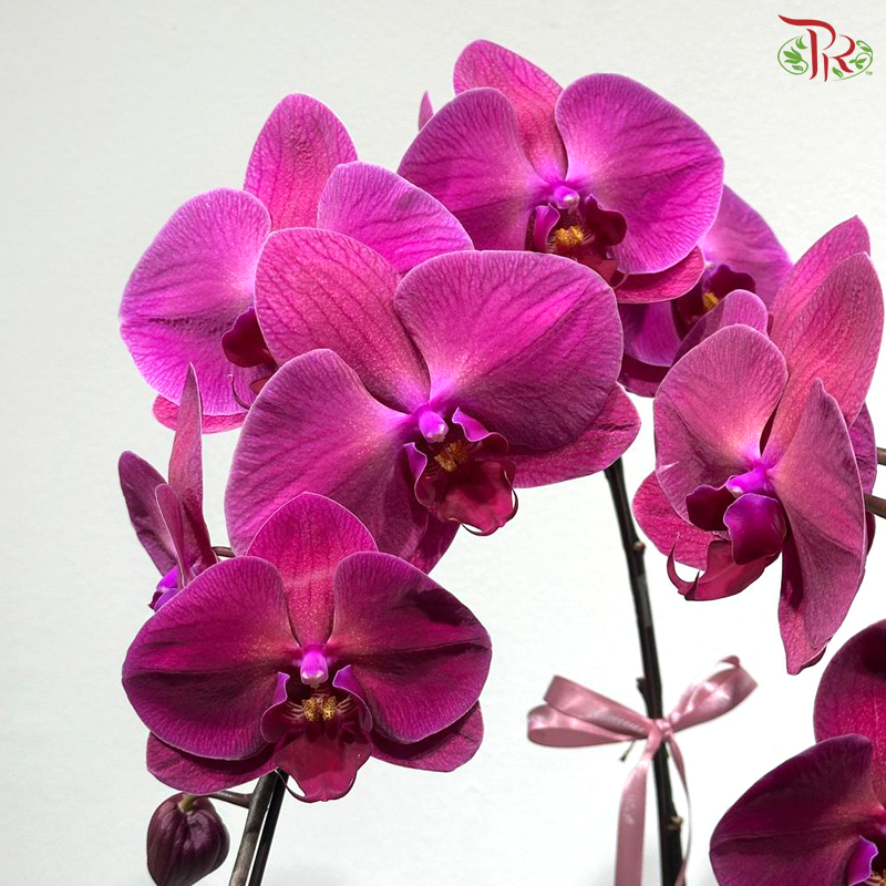Triple Blooms Orchids Arrangement
