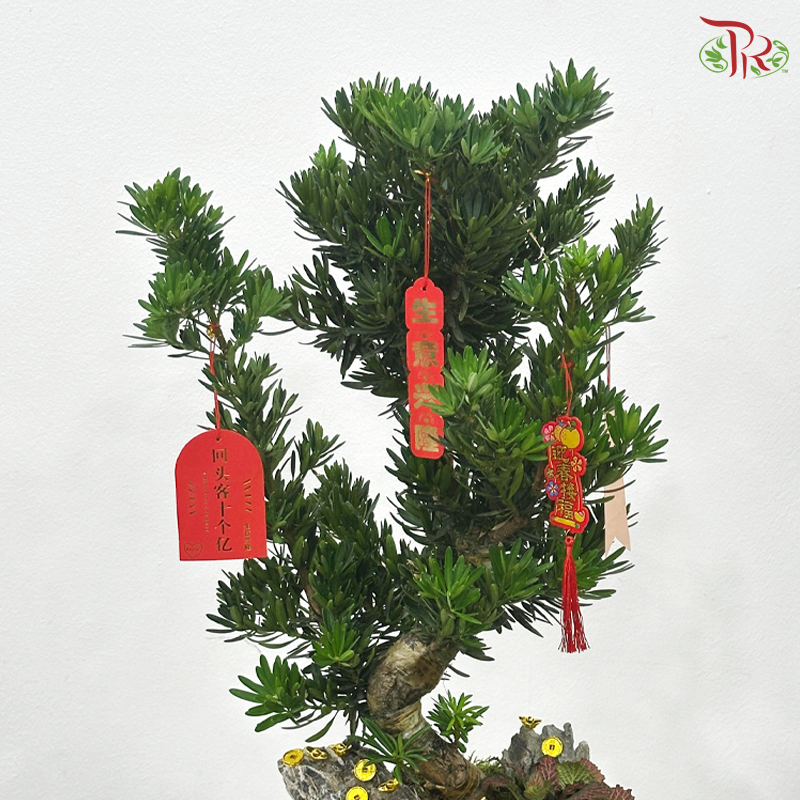 【CNY 2026】Fortress Podocarpus Arrangement《镇宅罗汉松》