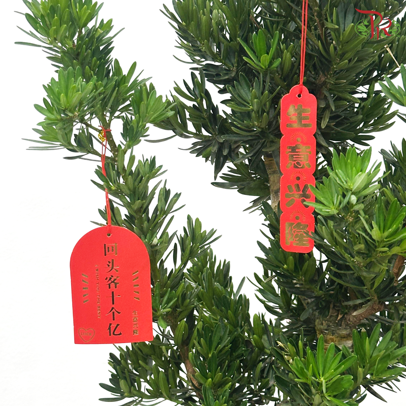 【CNY 2026】Fortress Podocarpus Arrangement《镇宅罗汉松》