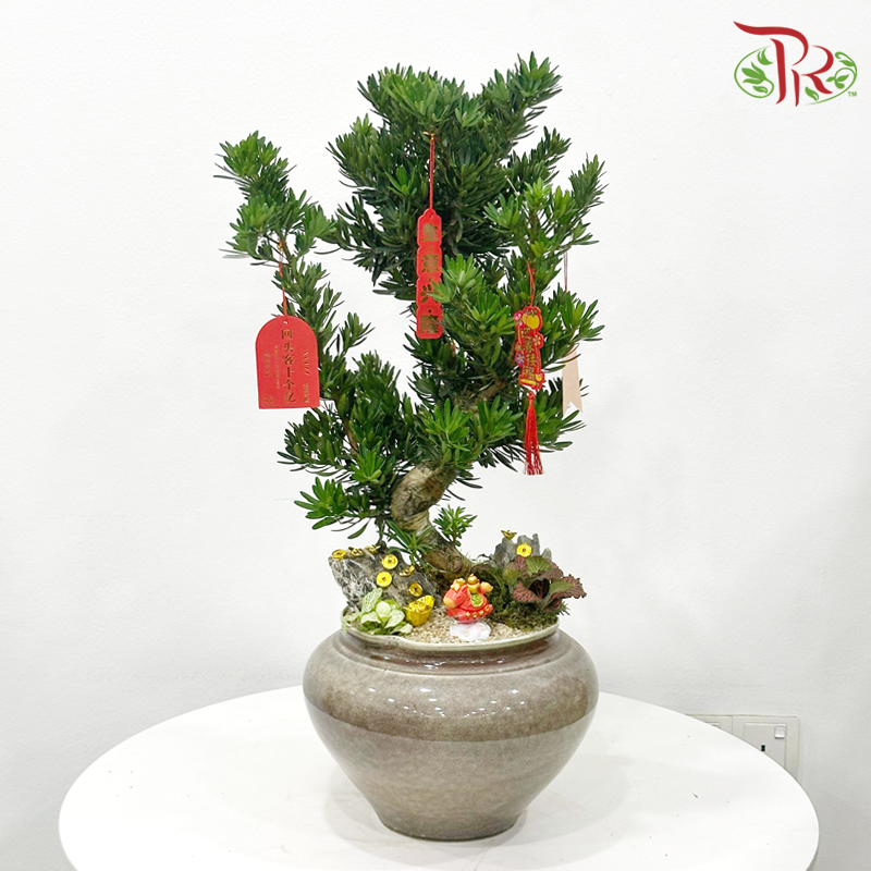 【CNY 2026】Fortress Podocarpus Arrangement《镇宅罗汉松》