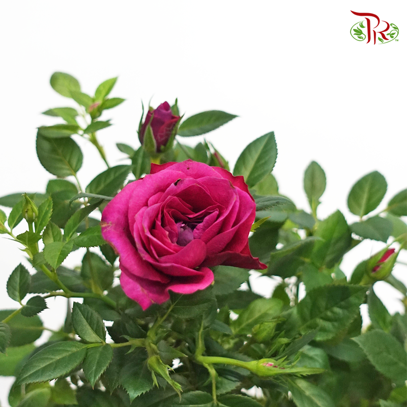 Rosa Star Rose 《蔷薇》 - Pudu Ria Florist