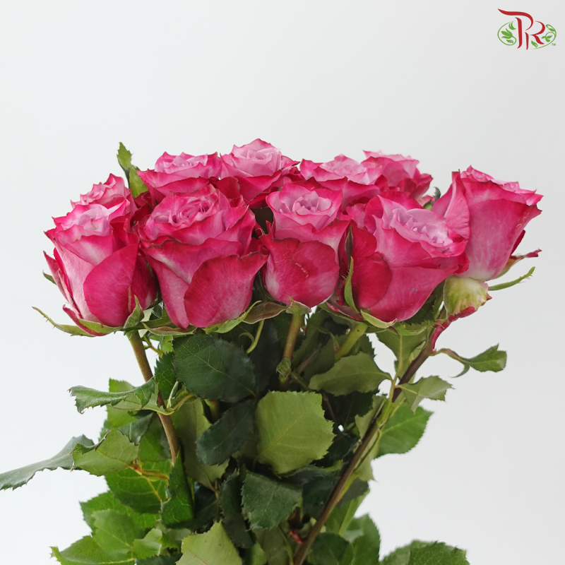 Rose 50cm - Deep Purple (10 Stems)