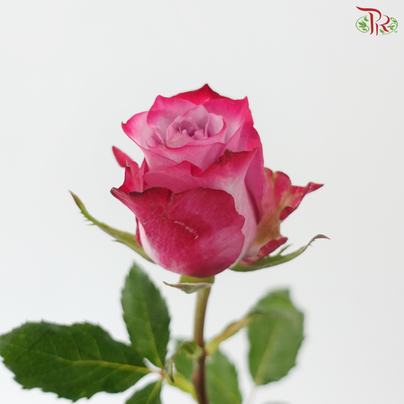Rose 50cm - Deep Purple (10 Stems)