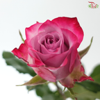 Rose 50cm - Deep Purple (10 Stems)