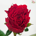 Rose -  Red Heart Merla / Red Cherish 珍爱 (10 Stems)