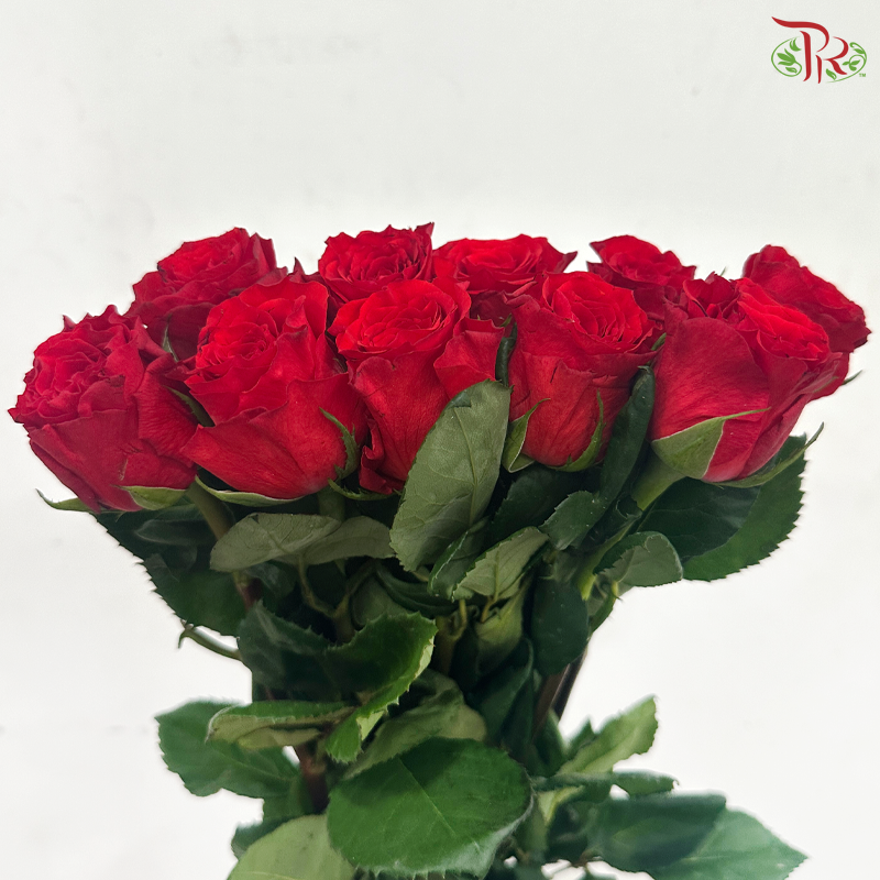 Rose -  Red Heart Merla / Red Cherish 珍爱 (10 Stems)