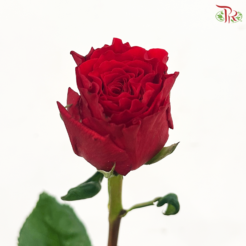 Rose -  Red Heart Merla / Red Cherish 珍爱 (10 Stems)