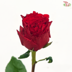 Rose -  Red Heart Merla / Red Cherish 珍爱 (10 Stems)
