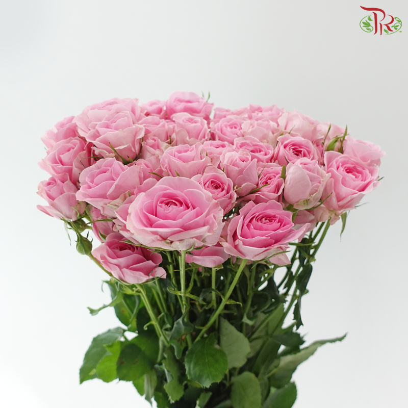 Rose Spray - Golden Light 暗恋 (Per Bunch)