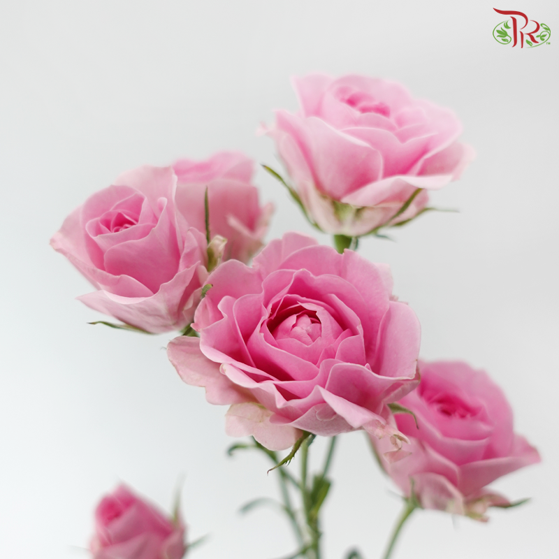 Rose Spray - Golden Light 暗恋 (Per Bunch)