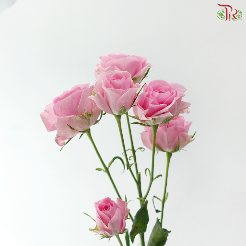 Rose Spray - Golden Light 暗恋 (Per Bunch)
