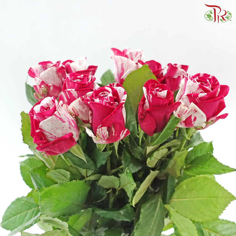 Rose - Aquarius (10 Stems)