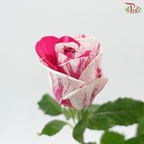 Rose - Aquarius (10 Stems)