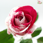 Rose - Aquarius (10 Stems)