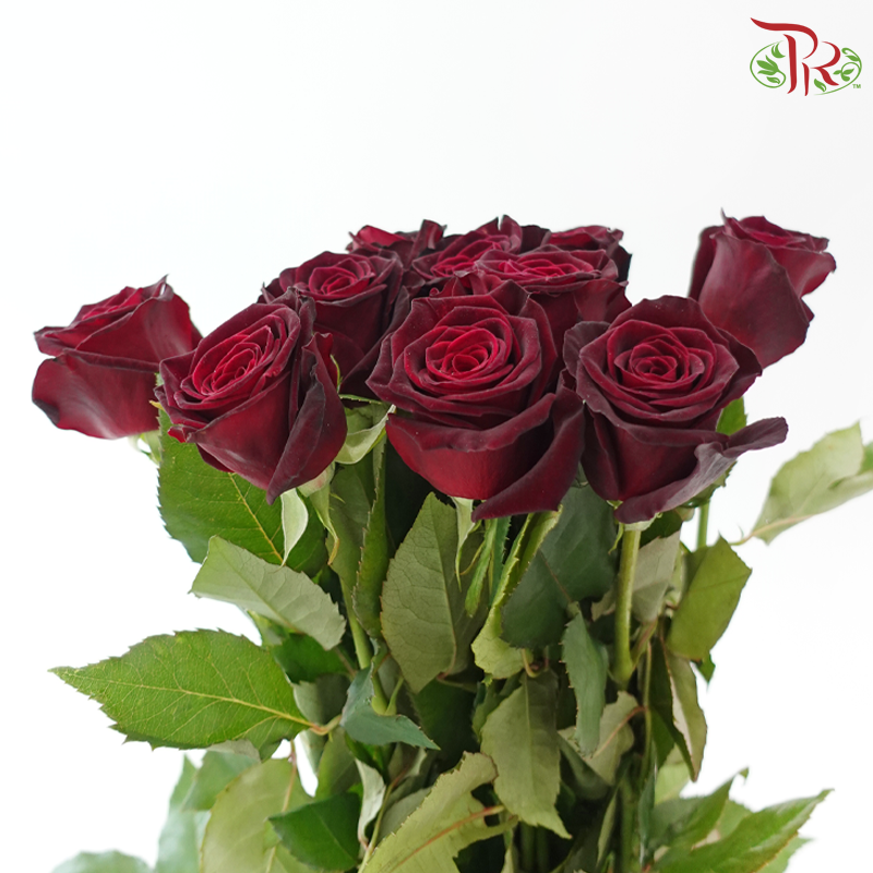 Rose - Black Baccara (10 Stems)