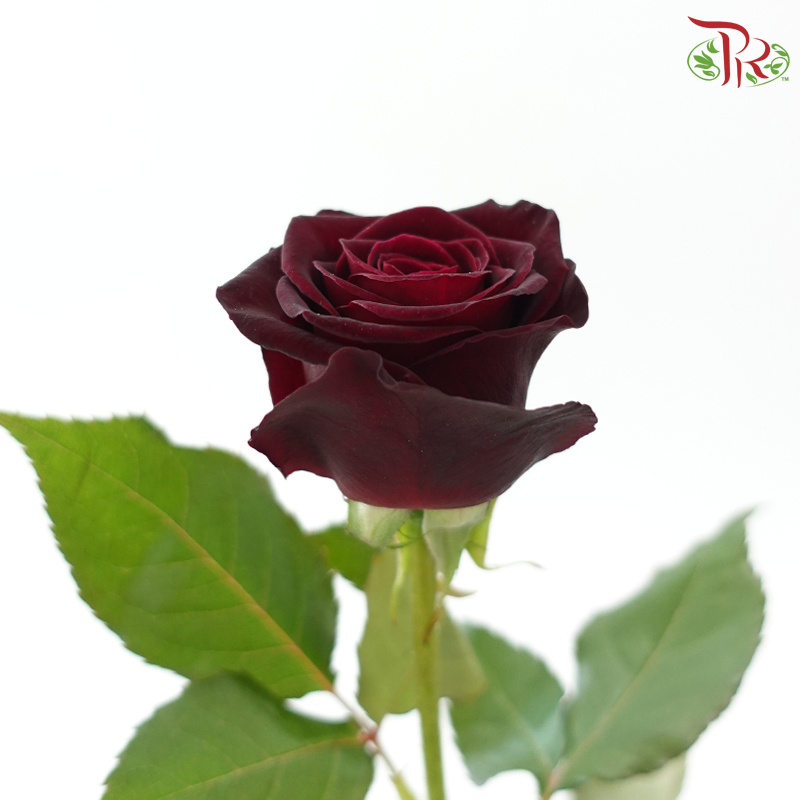 Rose - Black Baccara (10 Stems)