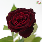 Rose - Black Baccara (10 Stems)