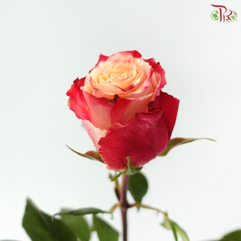 Rose (50cm) - Borgat (10 Stems)