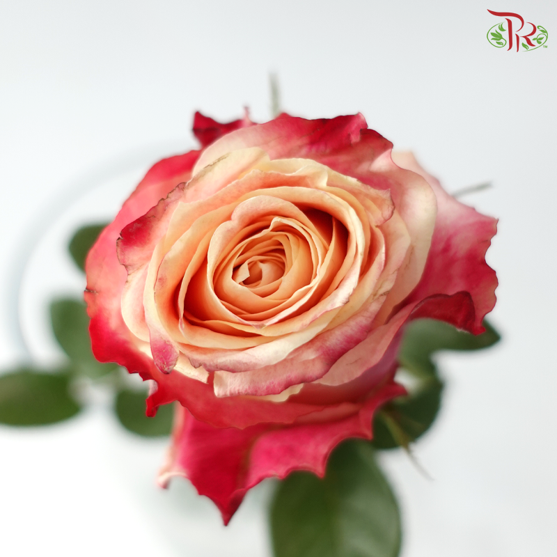 Rose (50cm) - Borgat (10 Stems)
