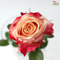 Rose (50cm) - Borgat (10 Stems)