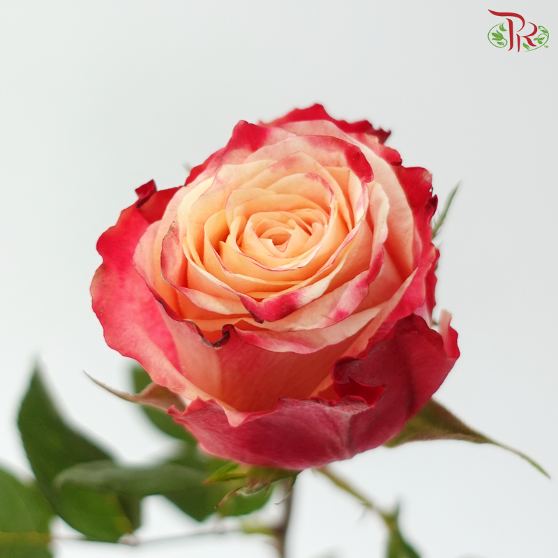 Rose (50cm) - Borgat (10 Stems)