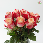 Rose (50cm) - Borgat (10 Stems)