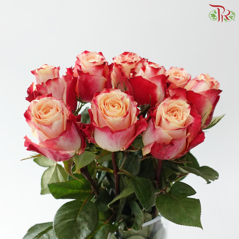 Rose (50cm) - Borgat (10 Stems)