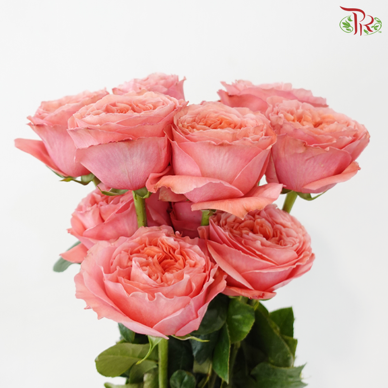 Star Rose - Candy Expression (10 Stems)