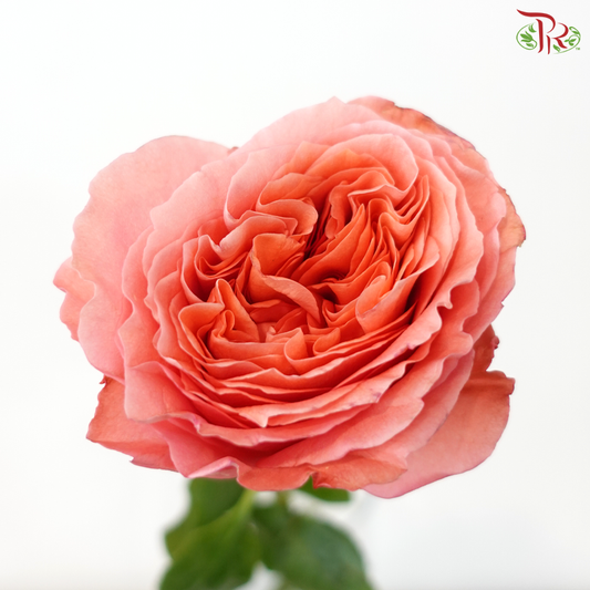 Star Rose - Candy Expression (10 Stems)