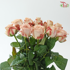 Rose - Vintage Cappuccino (10 Stems)