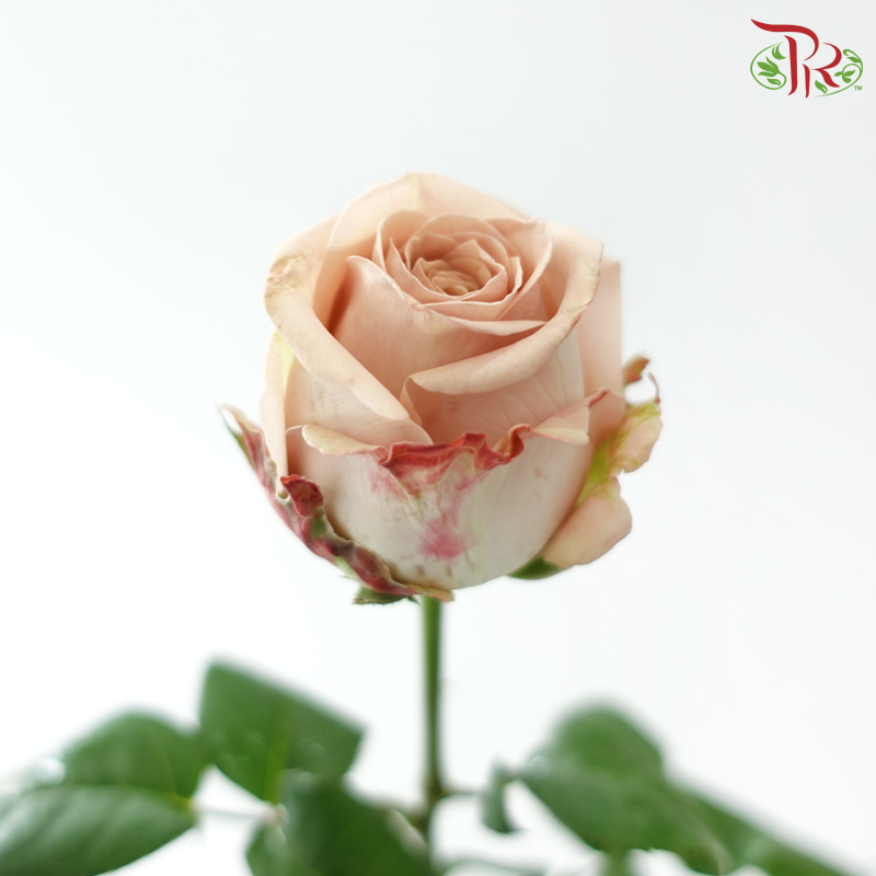 Rose - Vintage Cappuccino (10 Stems)