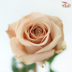 Rose - Vintage Cappuccino (10 Stems)
